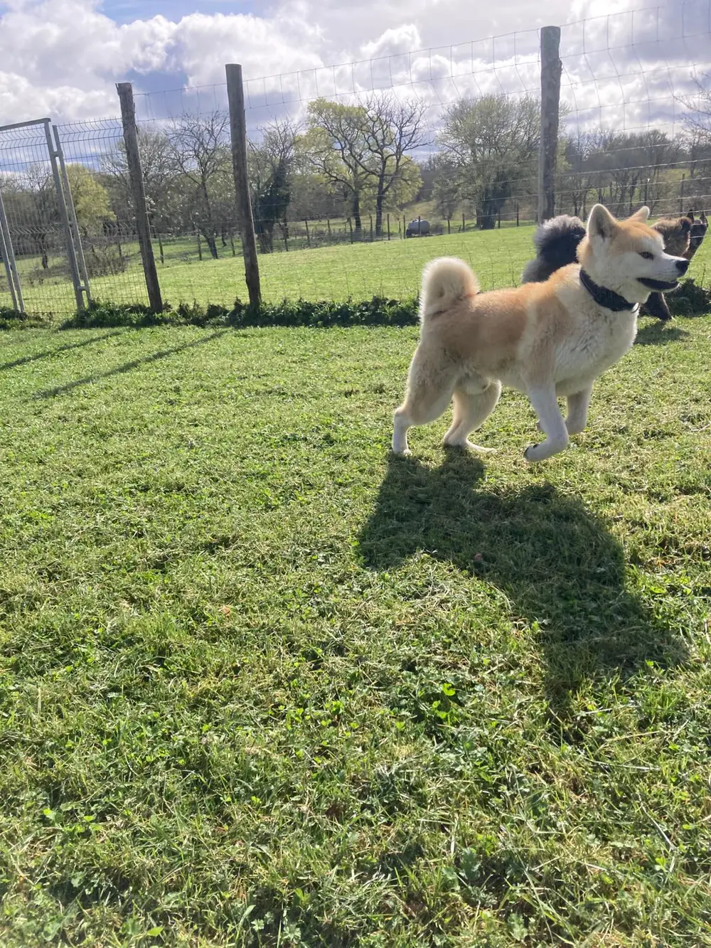 Pension canine La Ferme du Buy - Chien heureux dans un cadre naturel exceptionnel au cœur du Lot