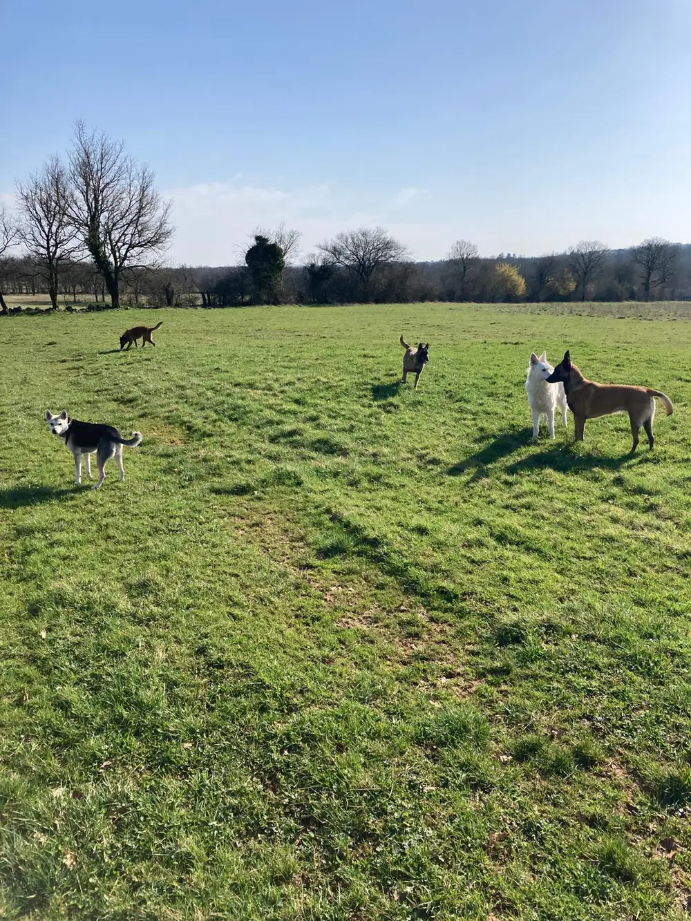 Éducation canine professionnelle à La Ferme du Buy - Dressage en pleine nature dans le Lot