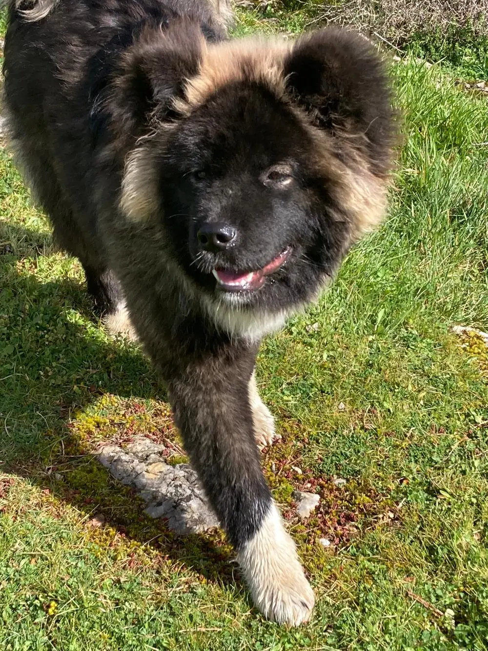 Pension 4 étoiles La Ferme du Buy - Votre chien accueilli comme à la maison dans le Lot