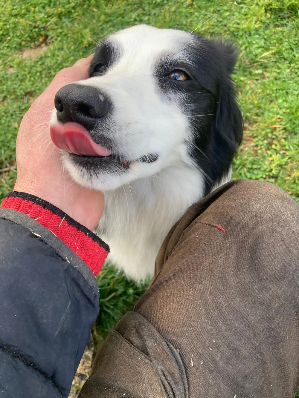 La Ferme du Buy - Chien en liberté surveillée dans les espaces verts du domaine