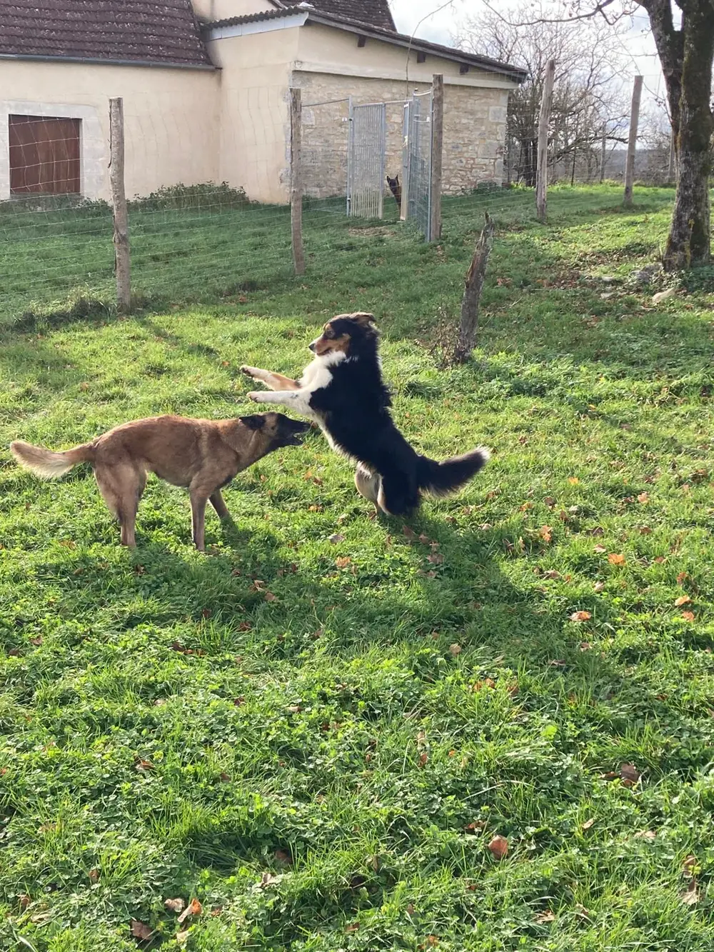 Dressage au troupeau La Ferme du Buy - Chien de berger en action dans le Lot