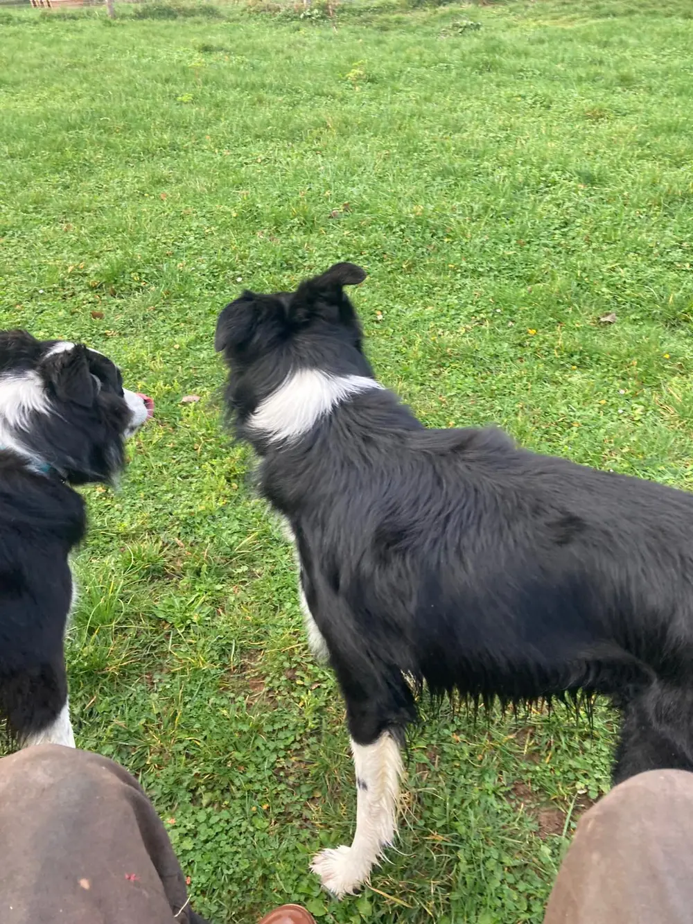 La Ferme du Buy - Promenades quotidiennes pour les pensionnaires en plein air
