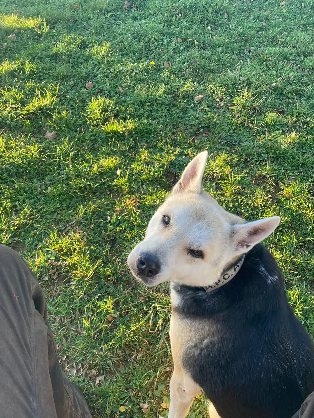 Pension canine haut de gamme La Ferme du Buy - Accueil individuel et personnalisé