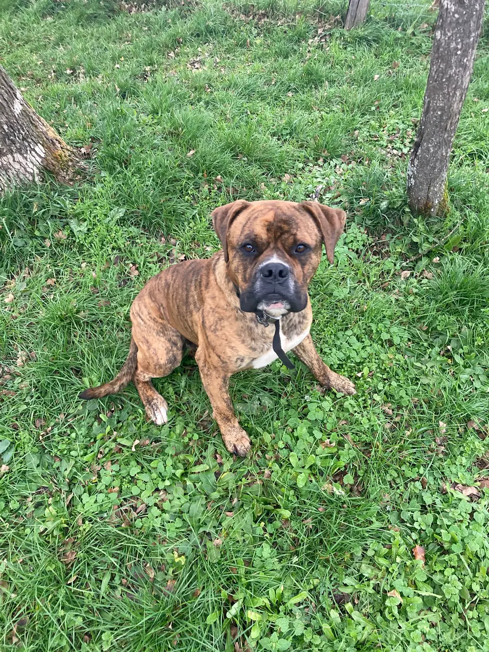 La Ferme du Buy - Espaces clôturés sécurisés pour les chiens en pension dans le Lot