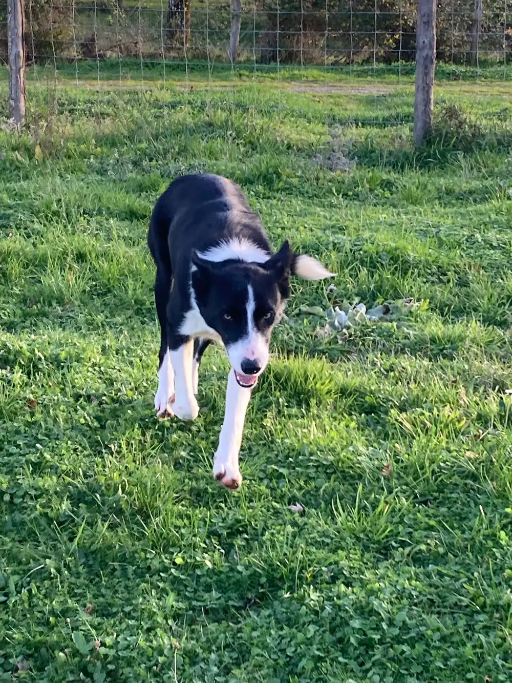 Éducation canine La Ferme du Buy - Apprentissage en douceur des commandes de base