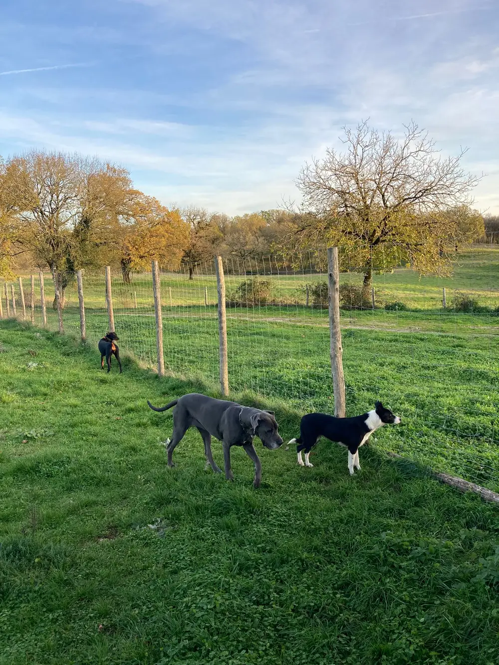 Pension canine La Ferme du Buy - Suivi quotidien de chaque pensionnaire par Vincent