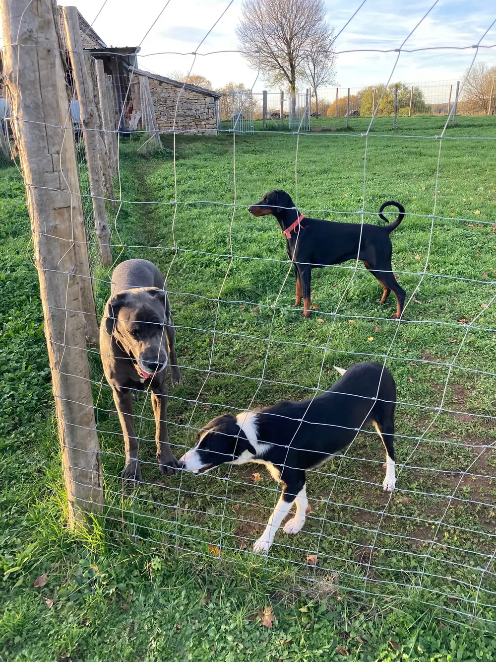 La Ferme du Buy - Nature préservée et grands espaces pour les chiens dans le Lot