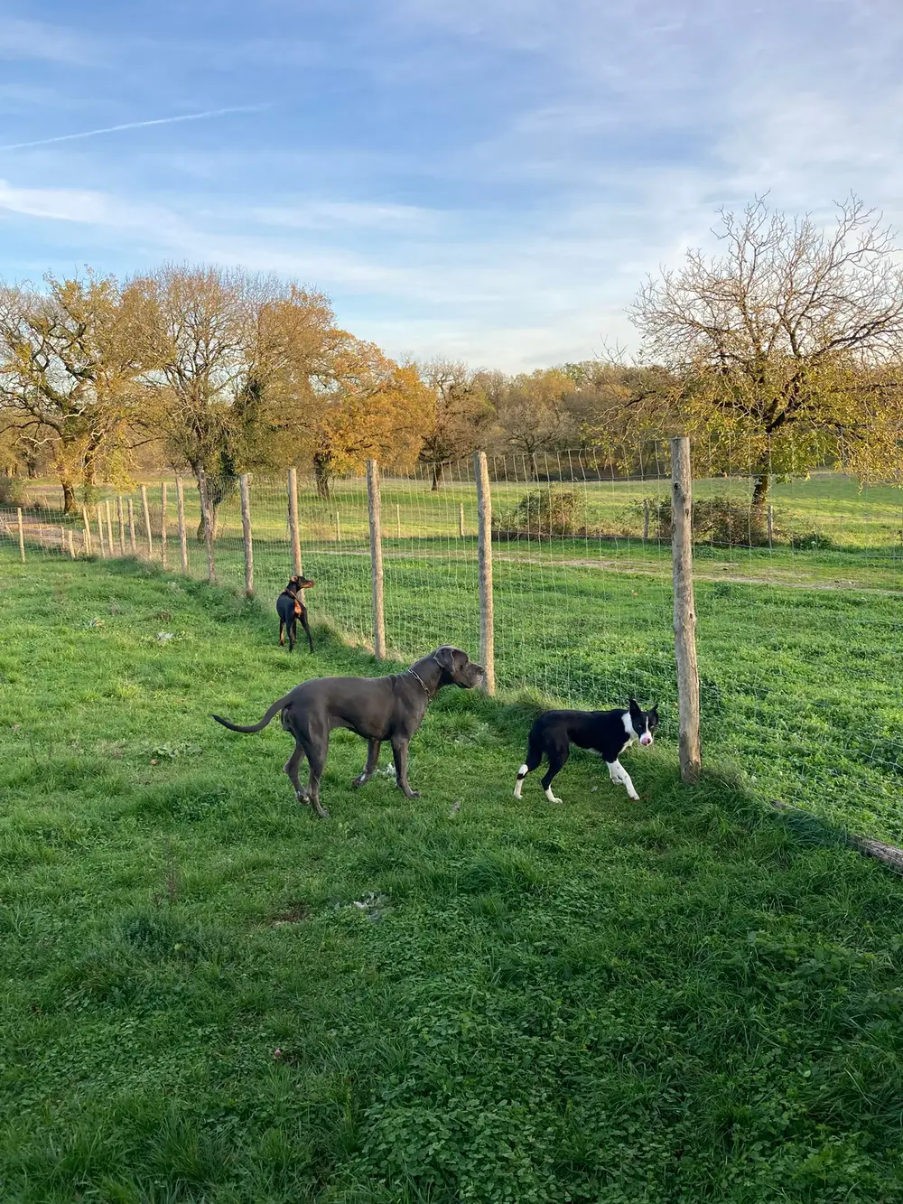 Dressage professionnel La Ferme du Buy - Chien obéissant dans un cadre boisé