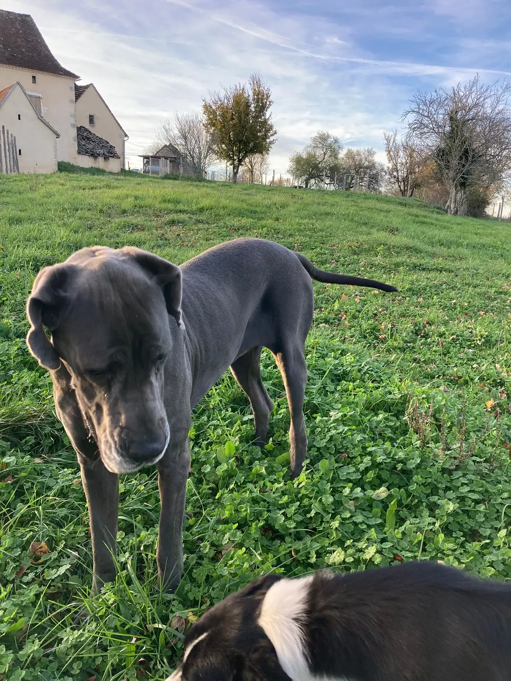 La Ferme du Buy - Lien privilégié entre le maître canin Vincent et les chiens
