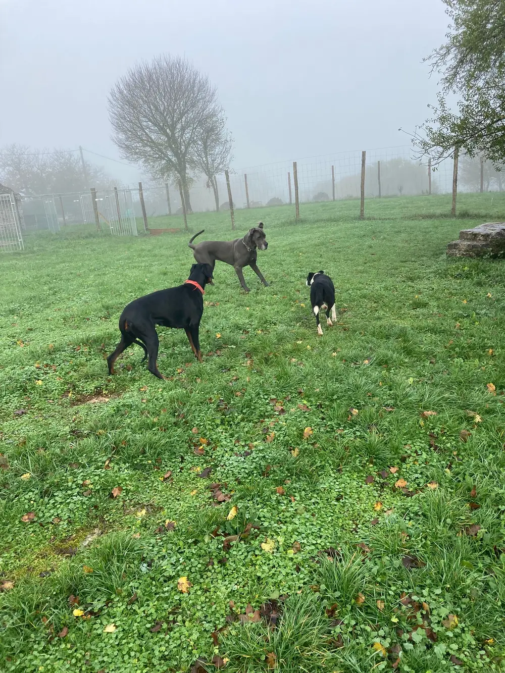 Pension canine La Ferme du Buy - Activités et jeux pour les chiens tous les jours