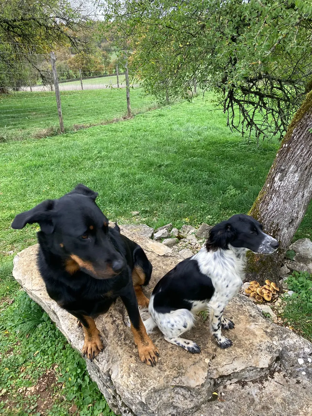 La Ferme du Buy - Vue sur le domaine naturel du Lot depuis les enclos sécurisés