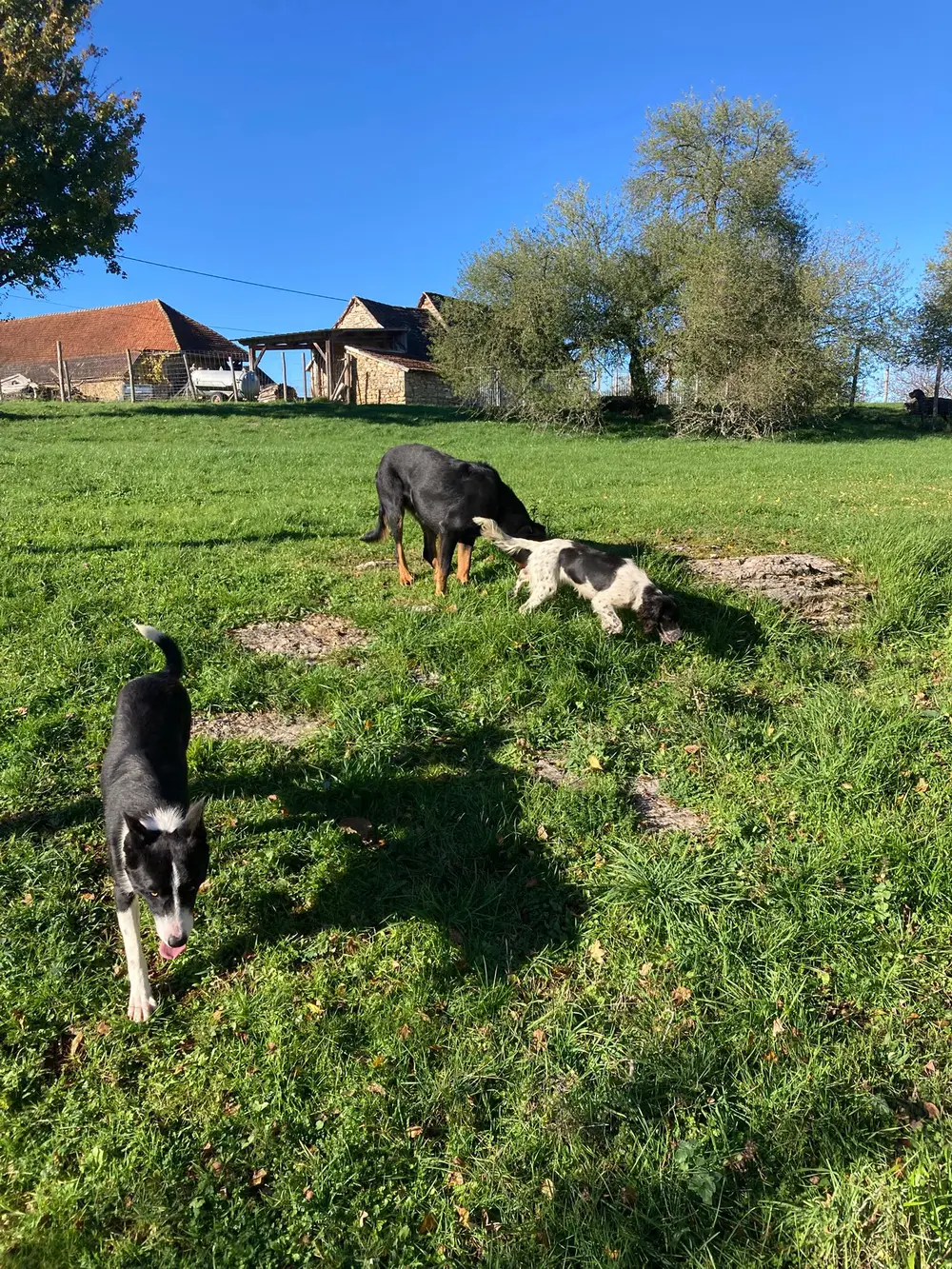 La Ferme du Buy - Chien de race en pension dans un cadre champêtre du Lot