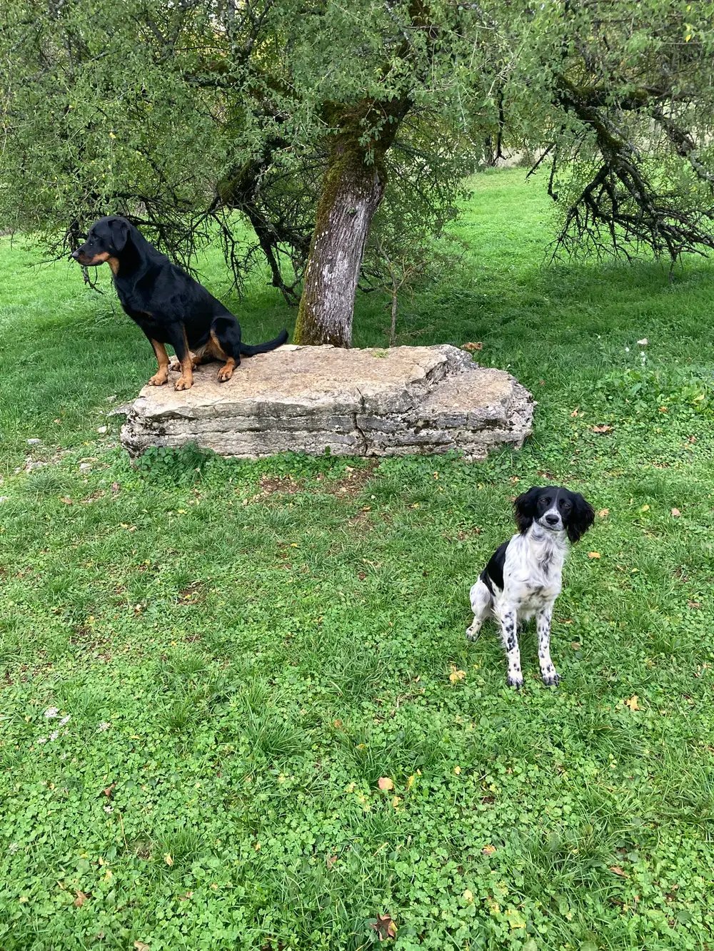 Pension canine La Ferme du Buy - Alimentation soignée et adaptée à chaque chien