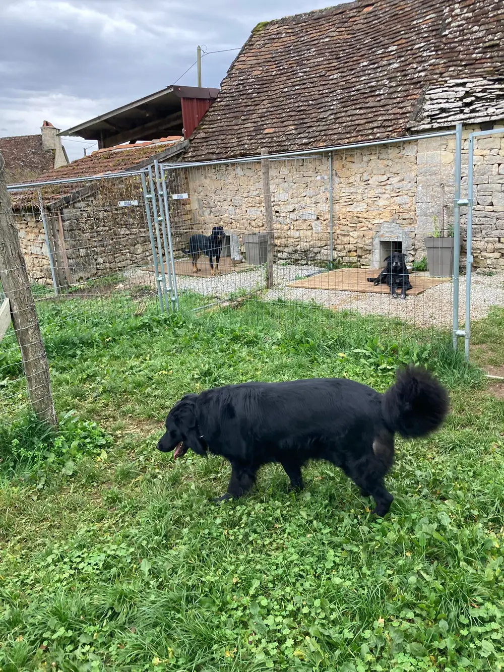 La Ferme du Buy - Domaine verdoyant idéal pour le repos et l'épanouissement canin