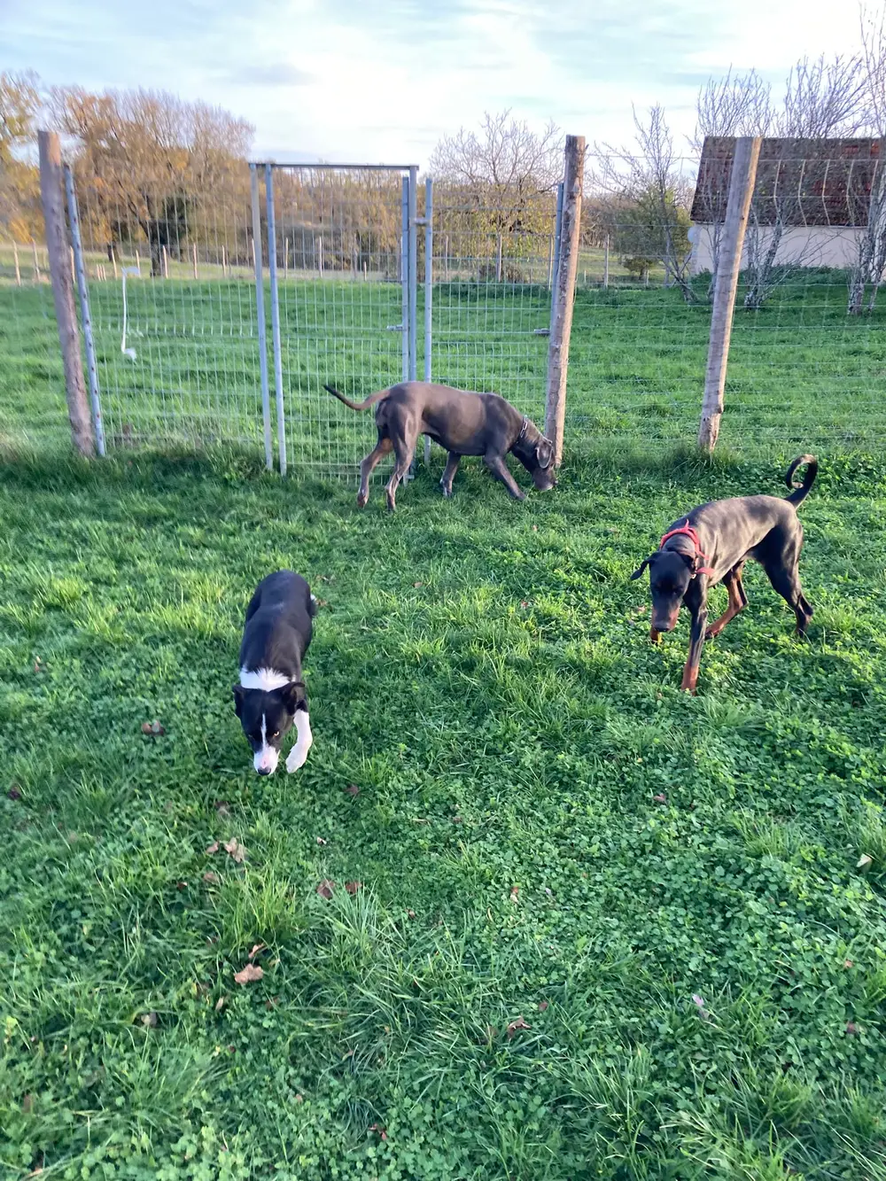 Dressage au troupeau La Ferme du Buy - Border Collie en plein travail sur le domaine