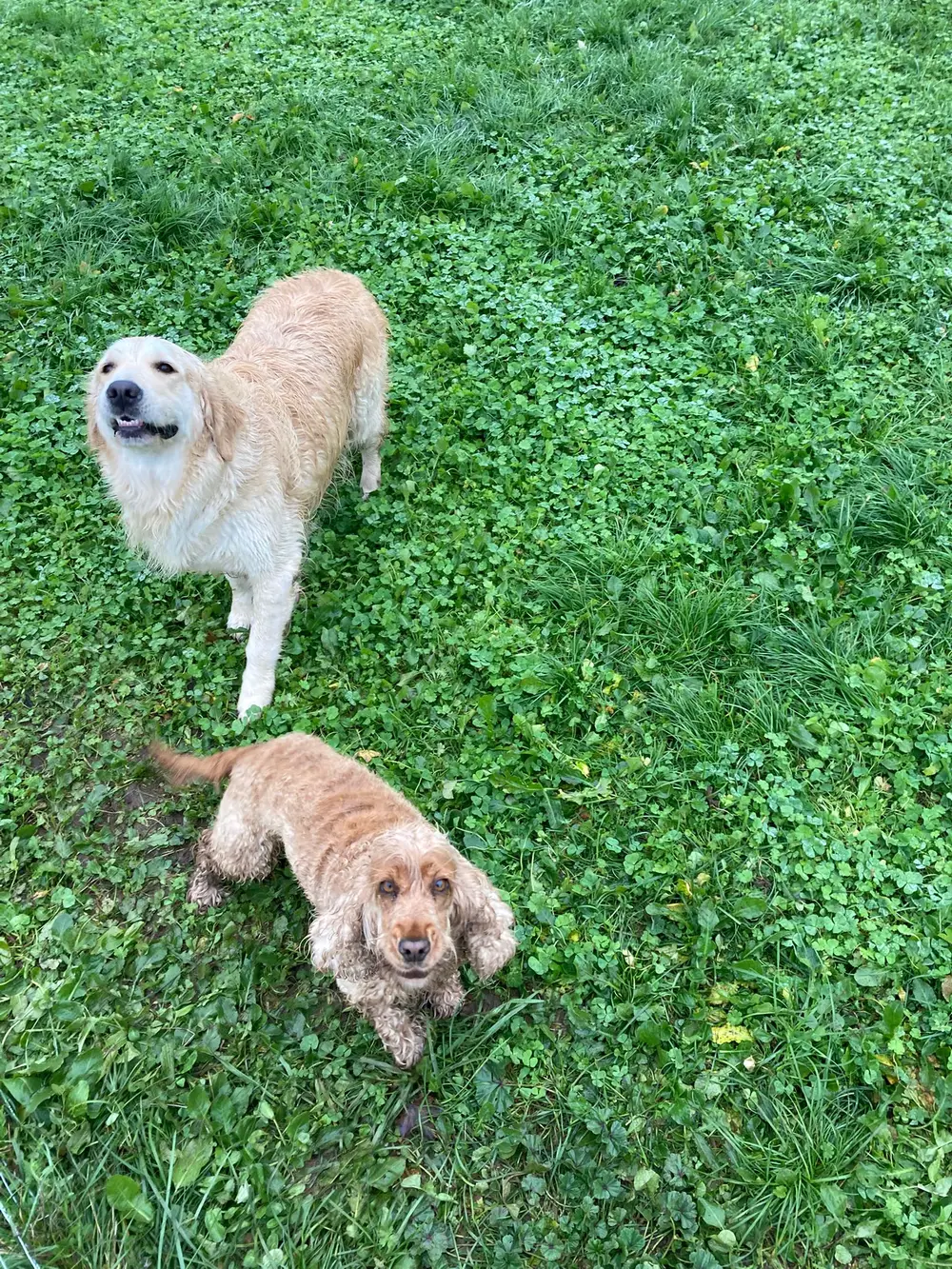 Pension canine 4 étoiles La Ferme du Buy - Accueil de toutes races et tailles