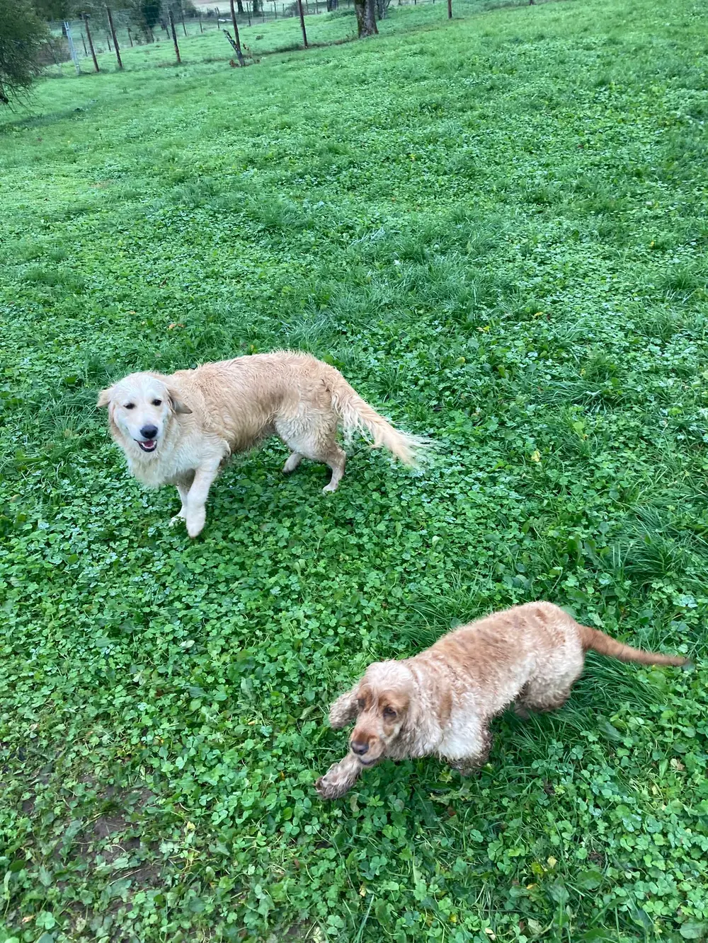 La Ferme du Buy - Couchers de soleil sur le domaine avec les pensionnaires