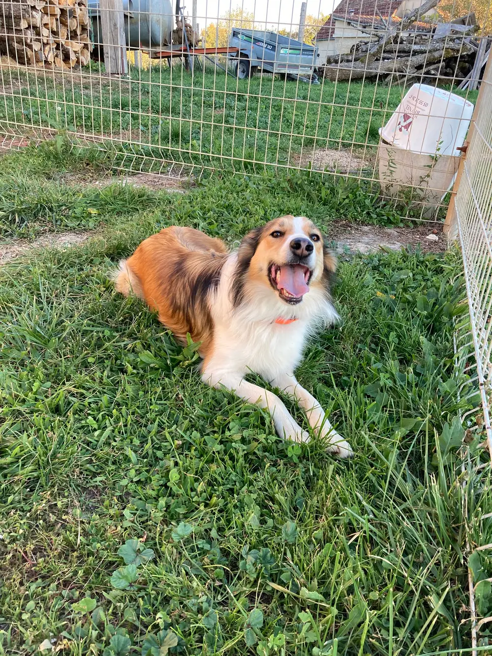 Éducation canine La Ferme du Buy - Rappel et obéissance en milieu naturel