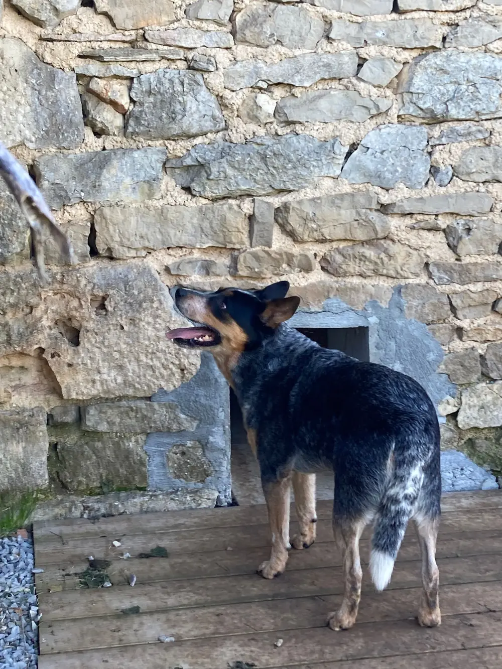 La Ferme du Buy - Chien jouant librement dans les prairies du Lot