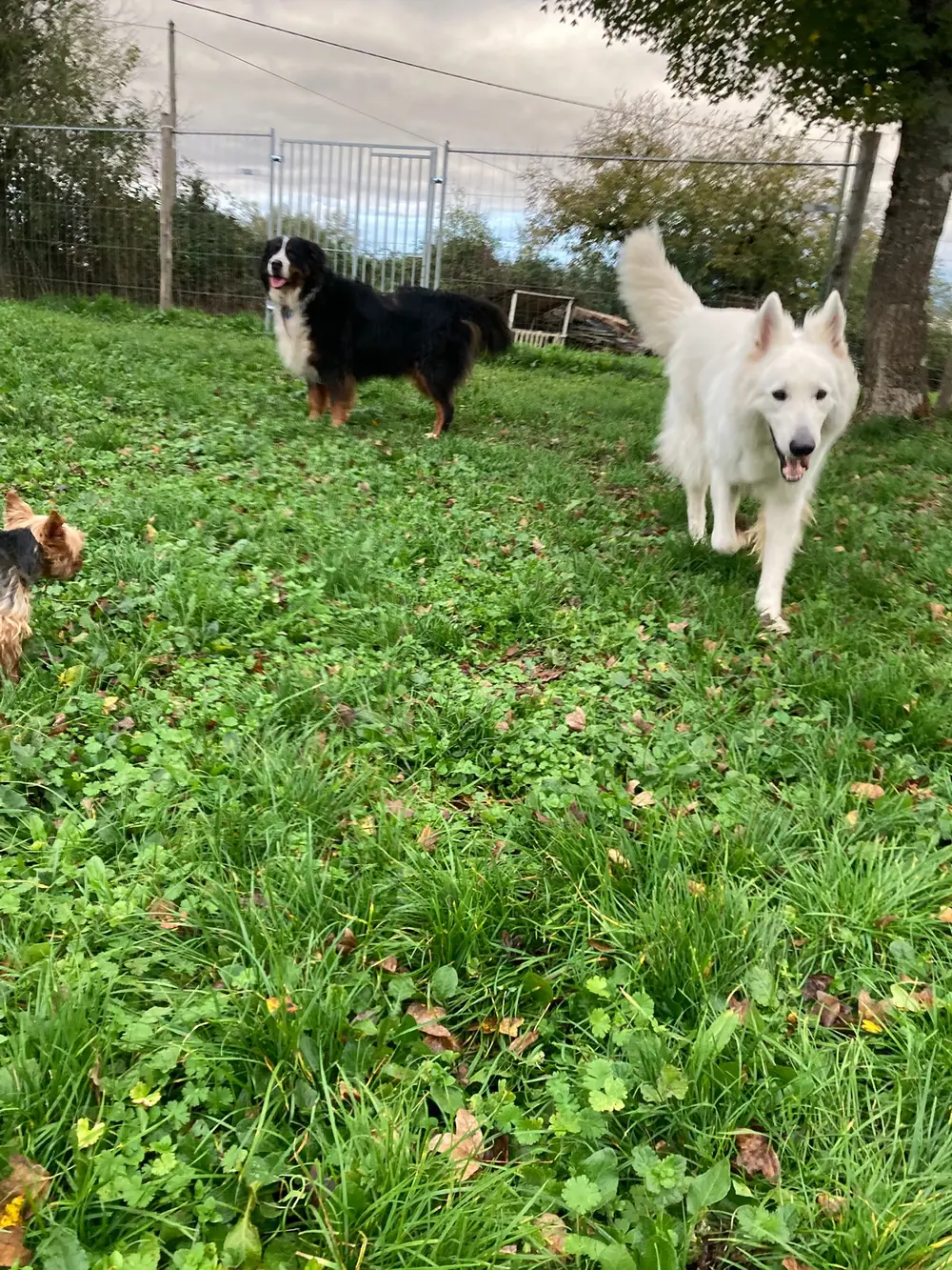Pension canine La Ferme du Buy - Hébergement individuel hygiénique et confortable