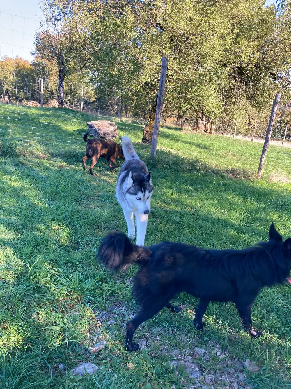 La Ferme du Buy - Troupeau et chiens de berger sur le domaine agricole du Lot