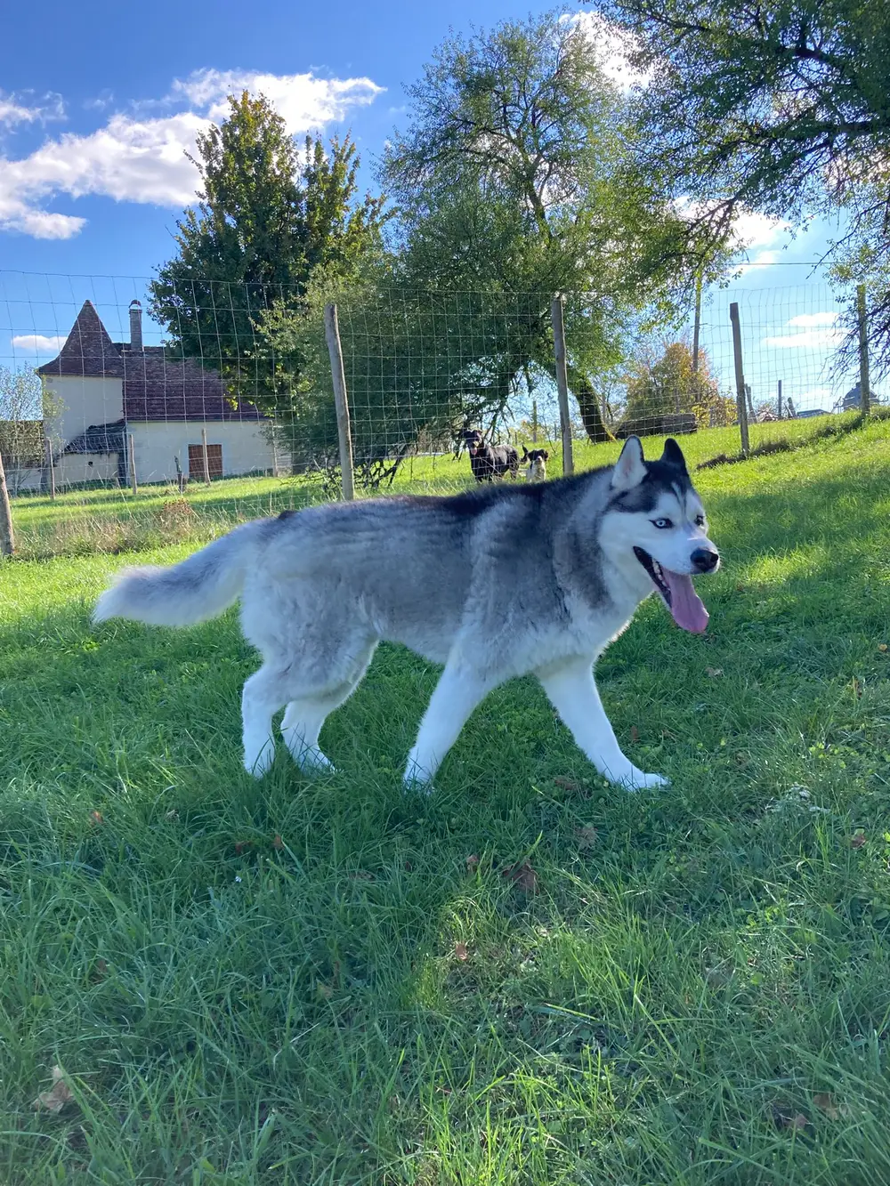 La Ferme du Buy - Esprit de liberté et sécurité pour vos animaux de compagnie