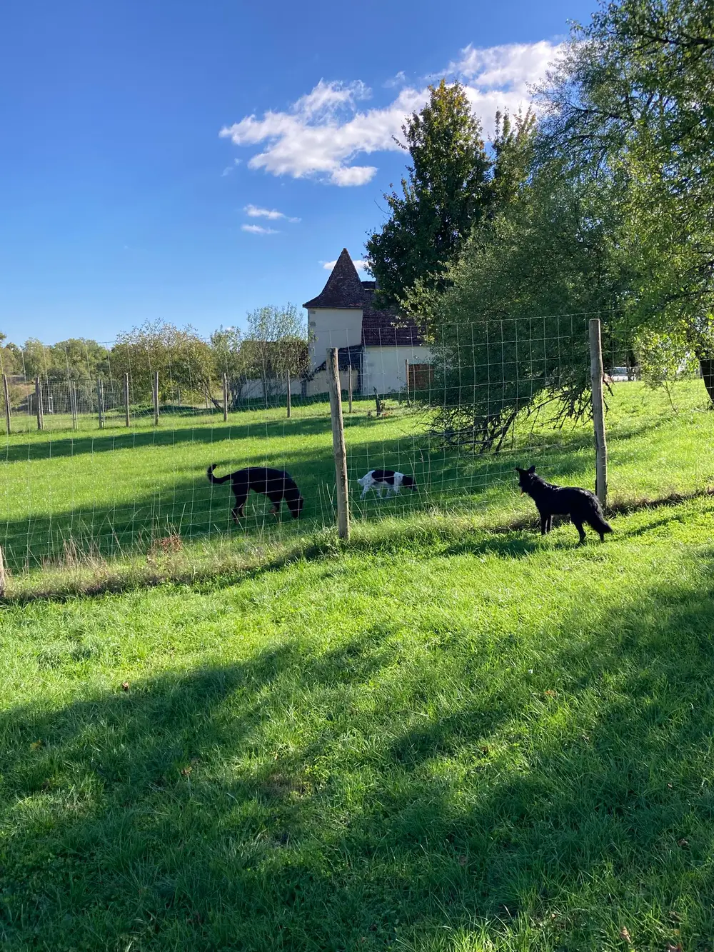 Pension canine La Ferme du Buy - Personnel attentionné disponible 7j/7 dans le Lot