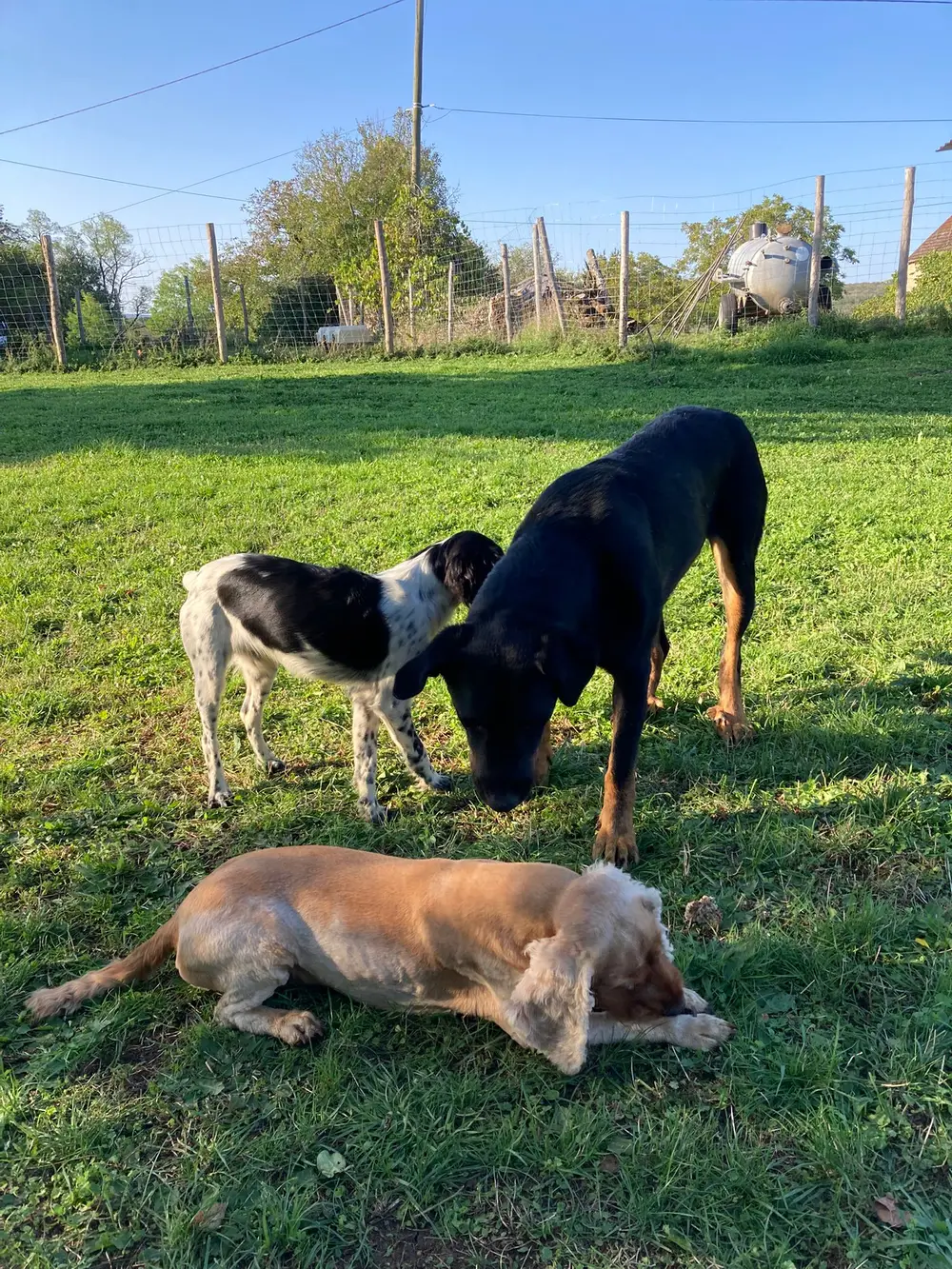 La Ferme du Buy - Paysages du Quercy en toile de fond pour les promenades canines