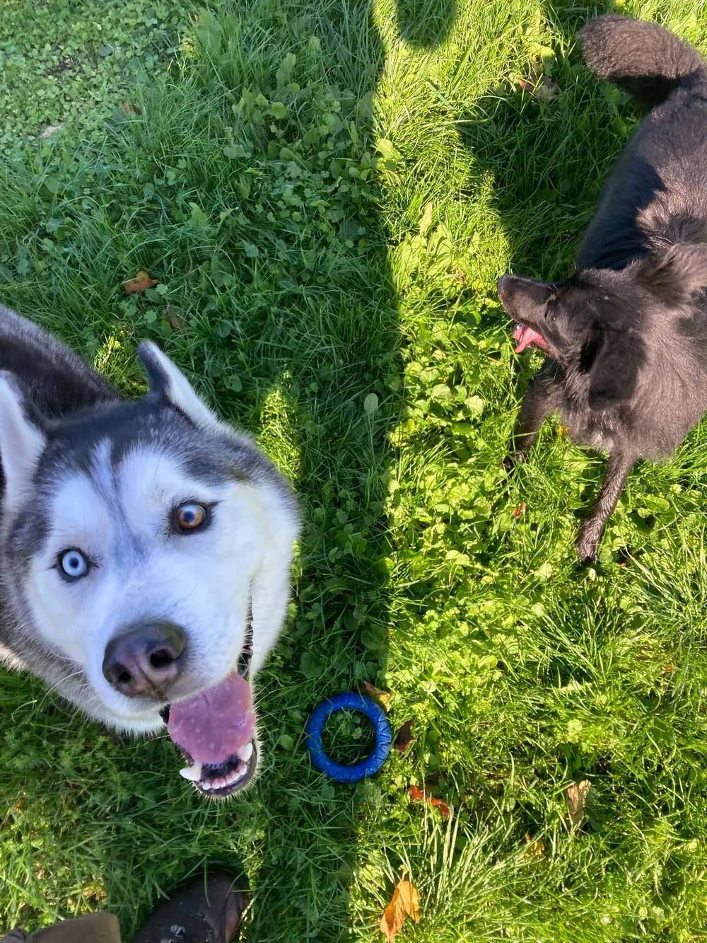 Éducation canine La Ferme du Buy - Correction des comportements indésirables en douceur