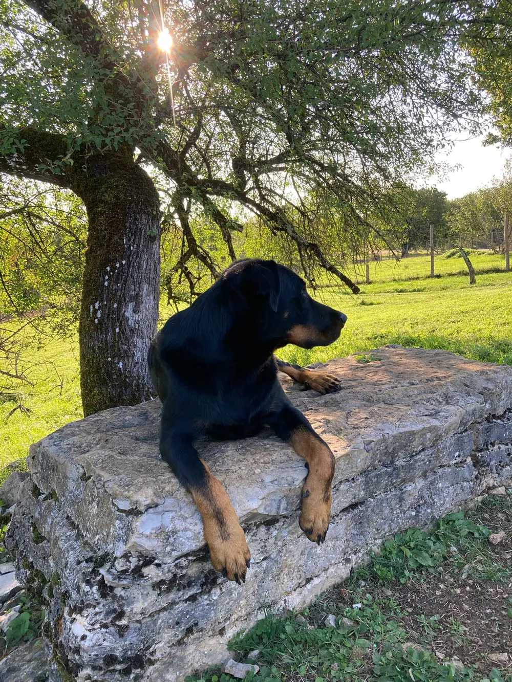 La Ferme du Buy - Chien découvrant la nature et les odeurs du domaine lotois