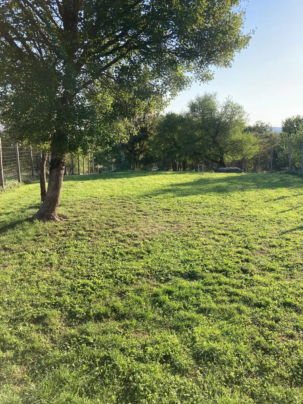 Pension canine La Ferme du Buy - Photos quotidiennes envoyées aux propriétaires