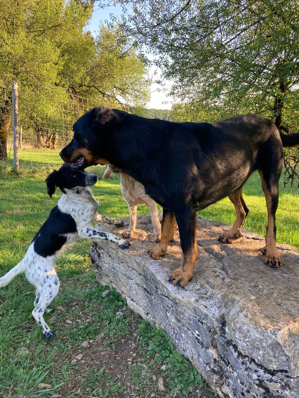 La Ferme du Buy - Grand parc boisé pour les sorties et l'épanouissement des chiens
