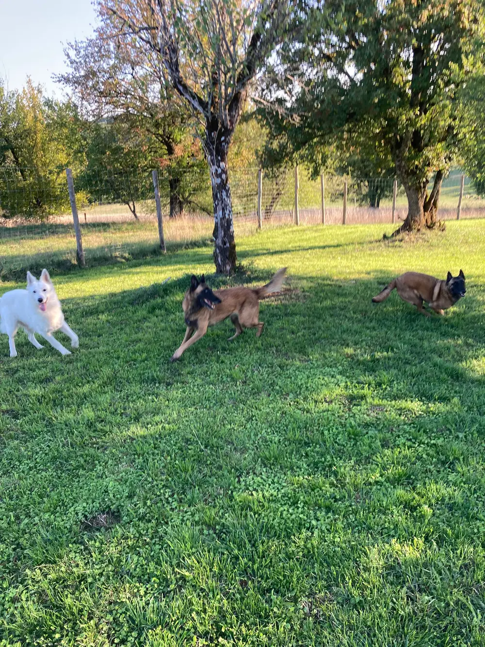 Dressage professionnel La Ferme du Buy - Méthodes positives et bienveillantes