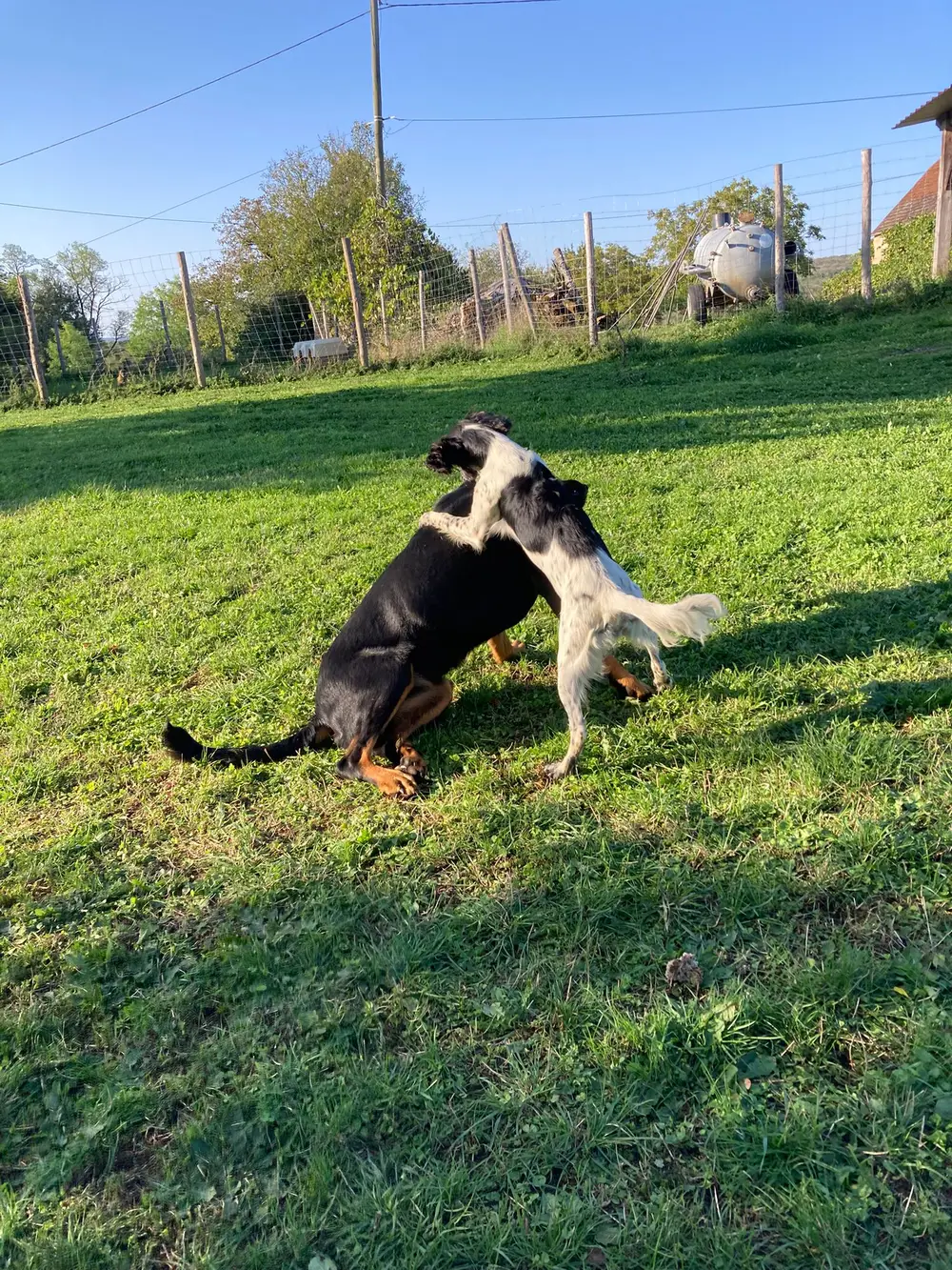 Pension canine La Ferme du Buy - Accueil chaleureux dès l'arrivée de votre compagnon