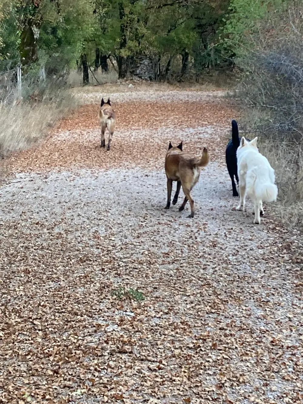 Éducation canine La Ferme du Buy - Marche en laisse et comportement en public