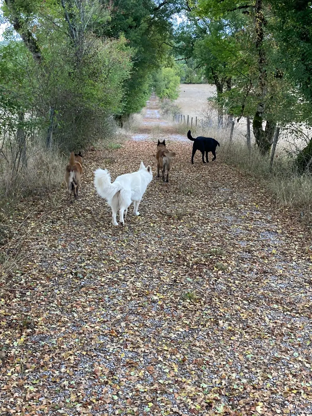 La Ferme du Buy - Chien âgé ou senior pris en charge avec attention particulière