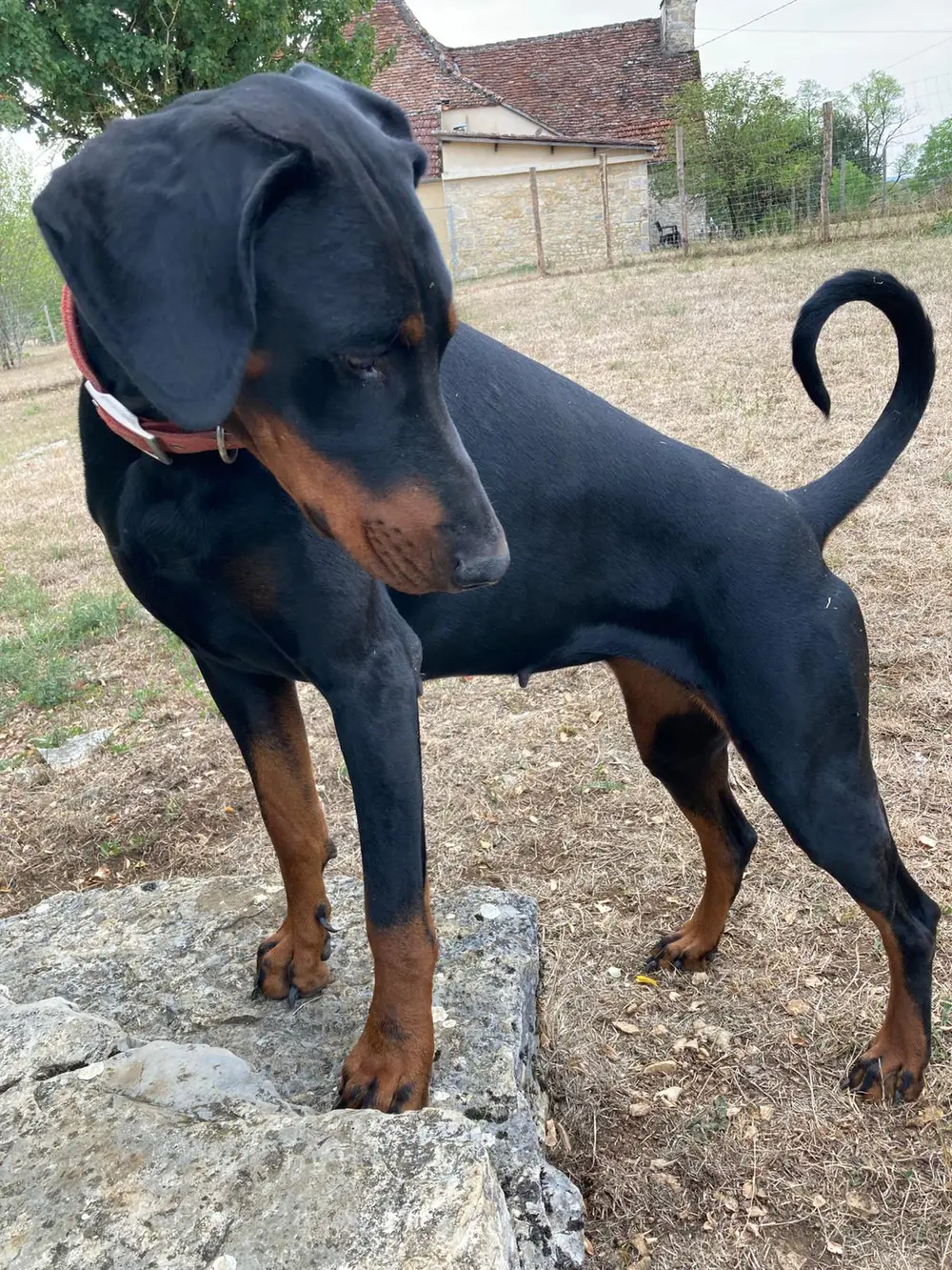 Pension canine La Ferme du Buy - Environnement apaisant loin du stress de la ville