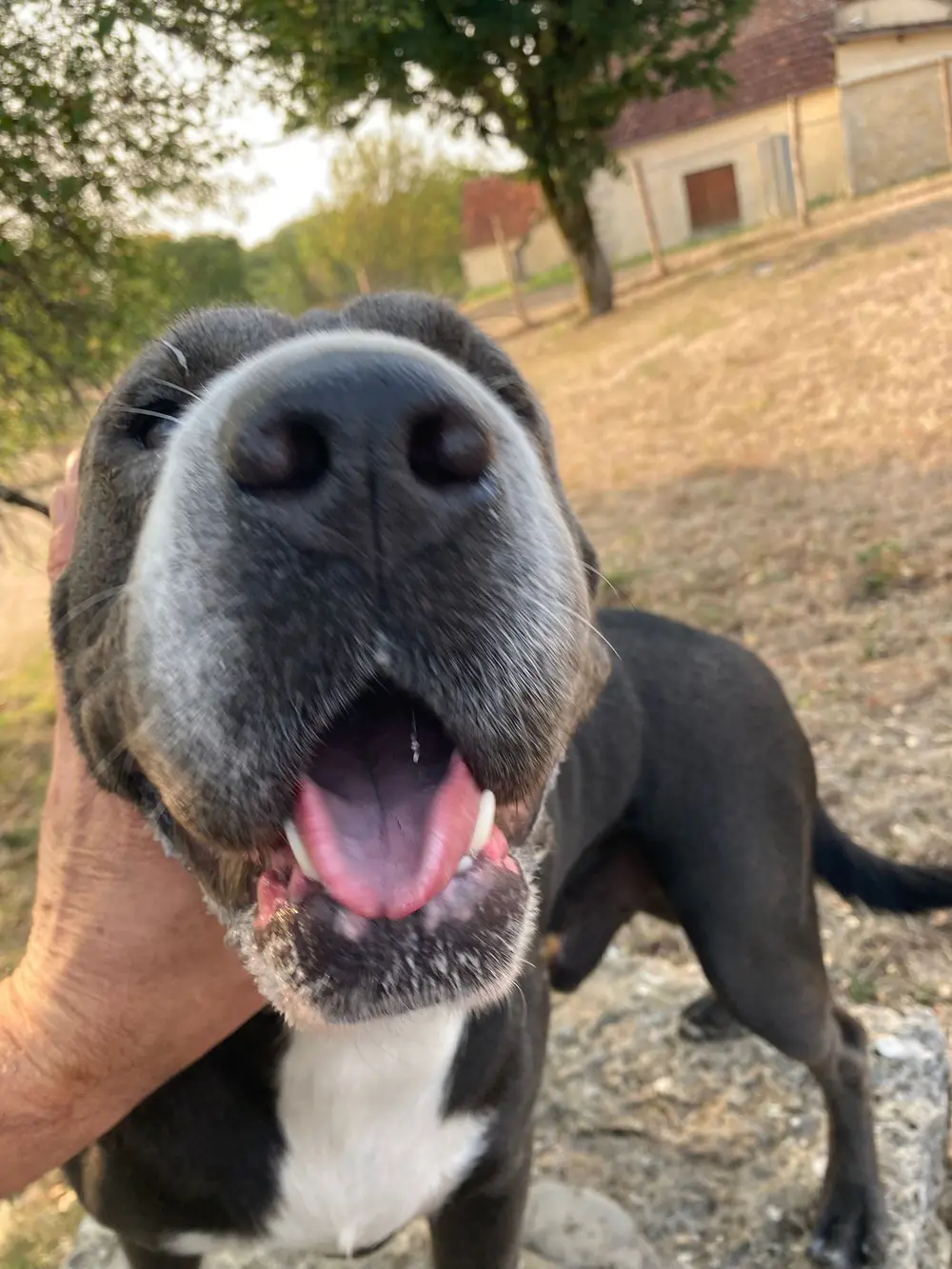 Pension canine La Ferme du Buy - Chien anxieux accompagné avec bienveillance