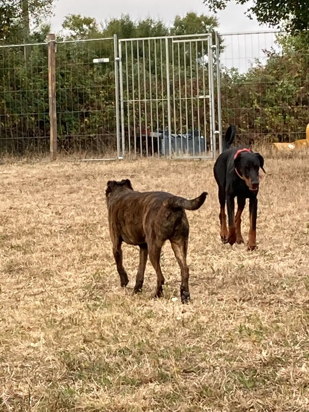 Éducation canine La Ferme du Buy - Résolution des problèmes d'agressivité
