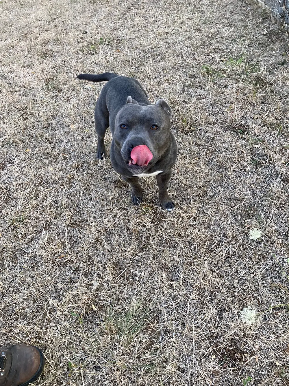 La Ferme du Buy - Chien joyeux au retour d'une session d'éducation positive