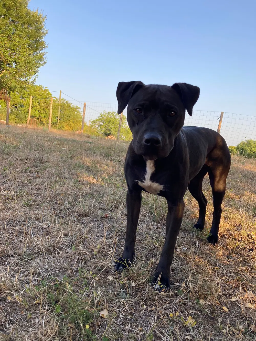 Pension canine La Ferme du Buy - Surveillance permanente de nuit comme de jour