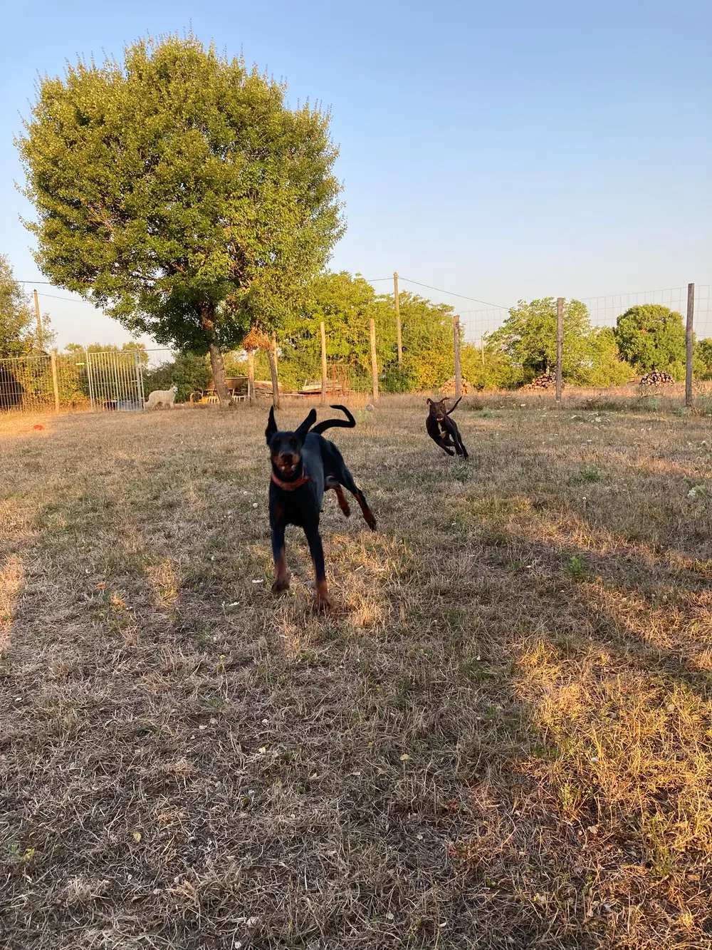 La Ferme du Buy - Harmonie entre l'homme et l'animal au cœur du Quercy