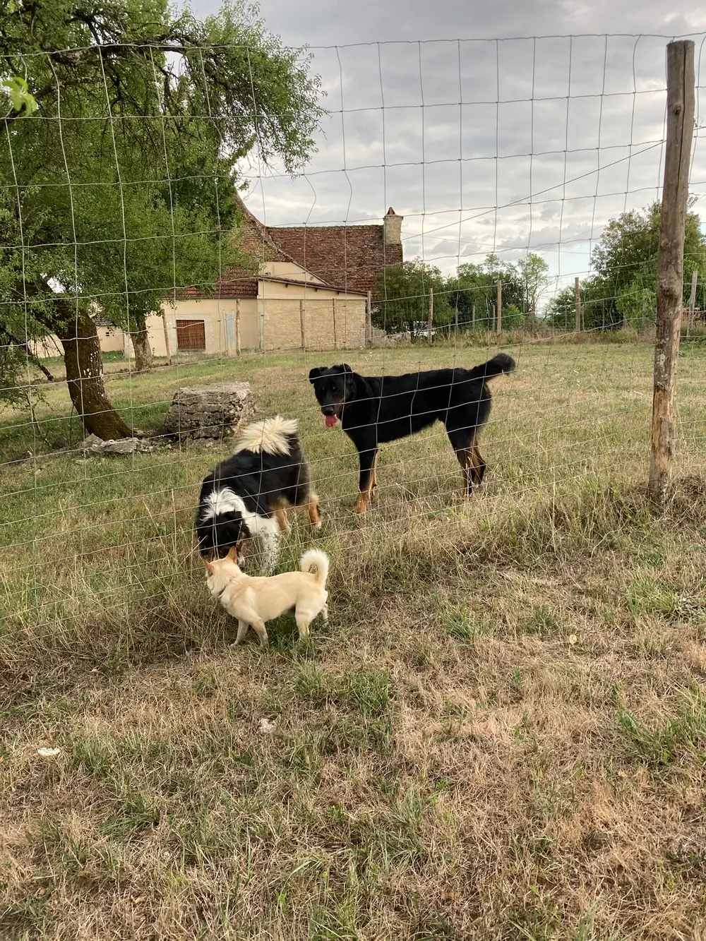 La Ferme du Buy - Soins vétérinaires en cas de besoin pour les pensionnaires