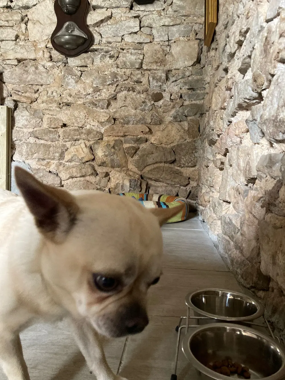 Pension canine La Ferme du Buy - Accueil des chiens non stérilisés selon conditions