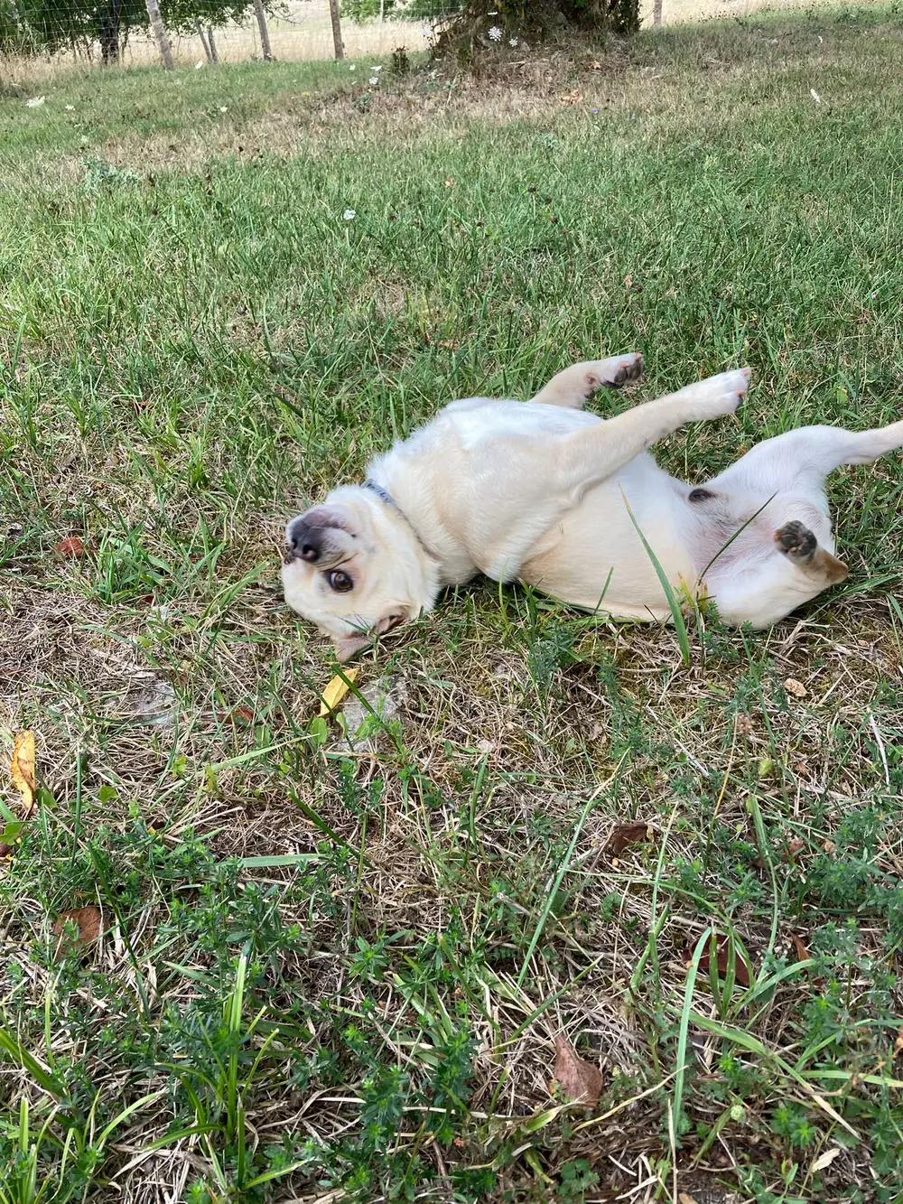 La Ferme du Buy - Rivière et milieux naturels variés pour les chiens sportifs