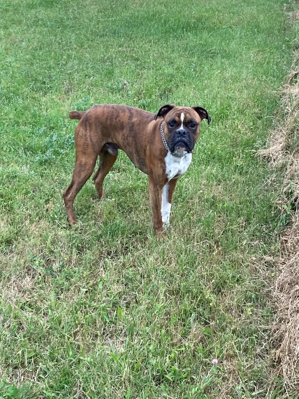 Éducation canine La Ferme du Buy - Résultats durables grâce au suivi post-séance