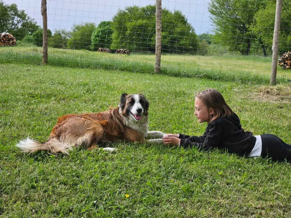 La Ferme du Buy - Chien de berger en plein travail de conduite du troupeau