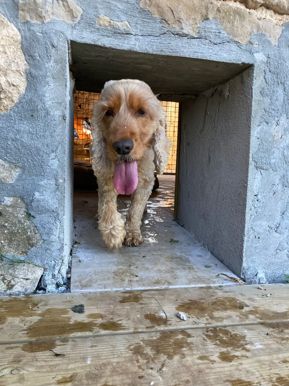 Dressage au troupeau La Ferme du Buy - Instinct naturel du chien révélé