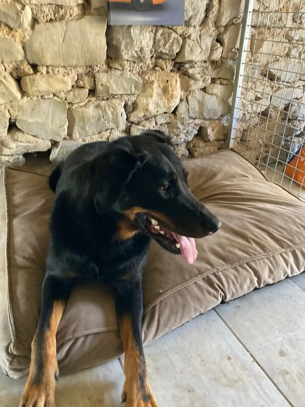 La Ferme du Buy - Chien profitant du grand air et de l'espace du domaine lotois