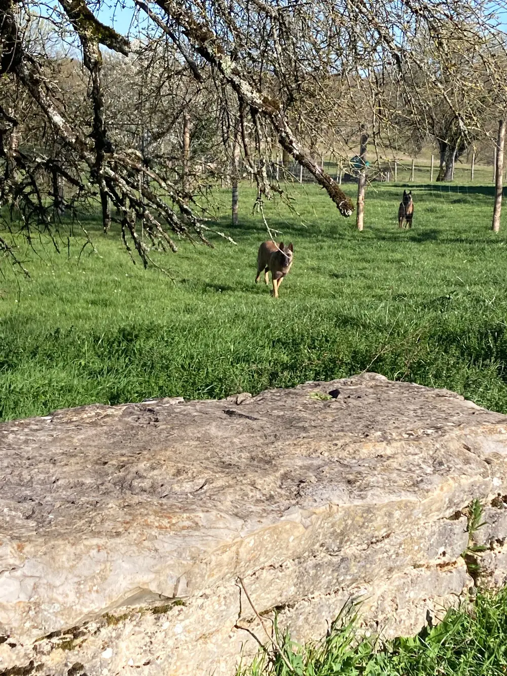 La Ferme du Buy - Activités adaptées à chaque tempérament de chien